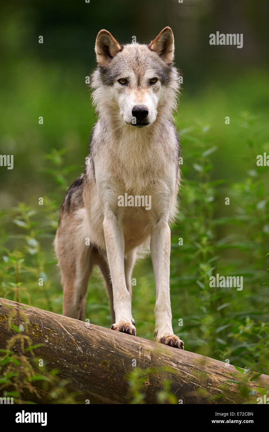 Grau oder graue Wolf (Canis Lupus) stehend auf einem Baumstamm Stockfoto