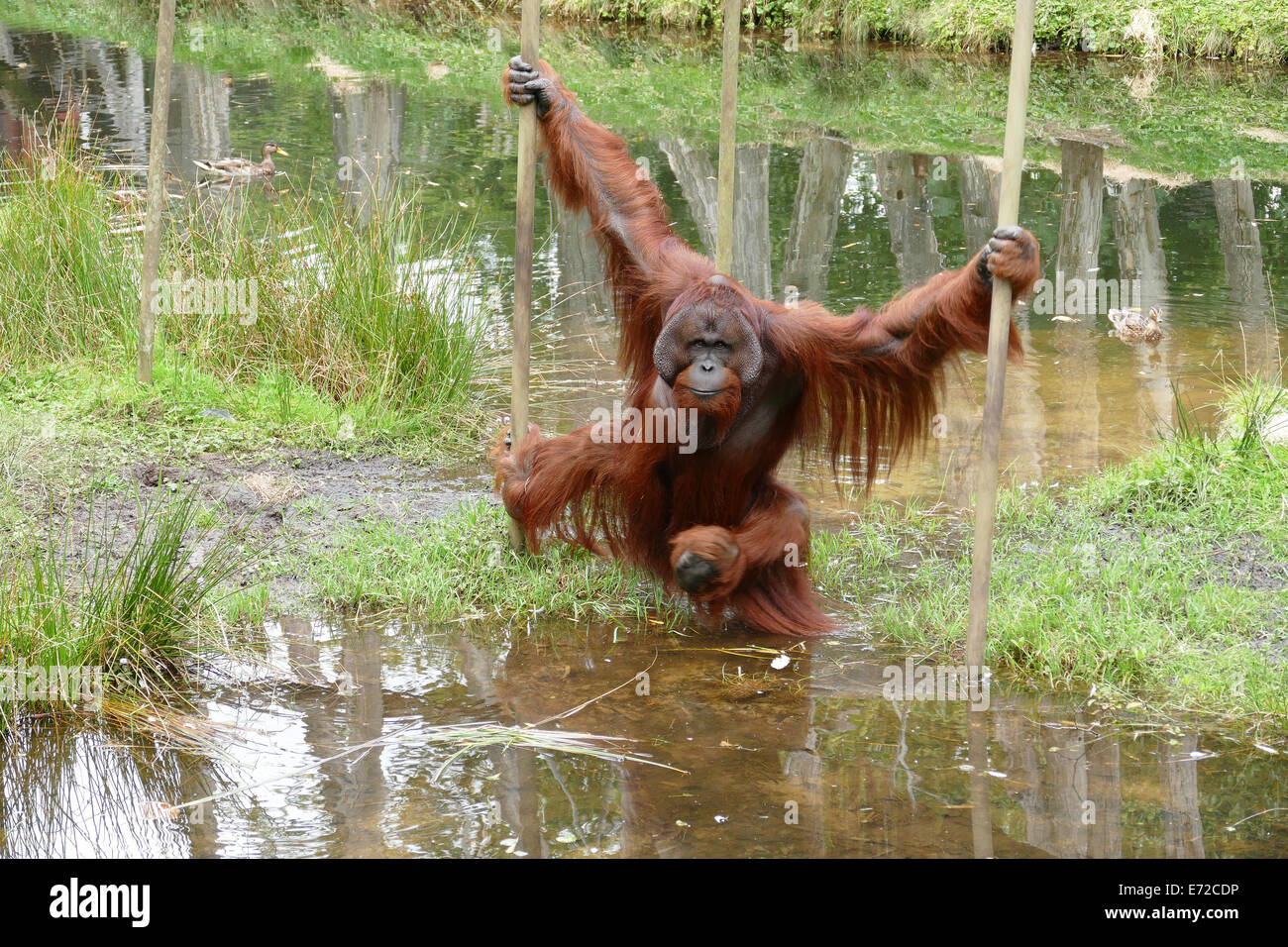 Orang-Utan-Männchen mit großen Wangenpolster Stockfoto