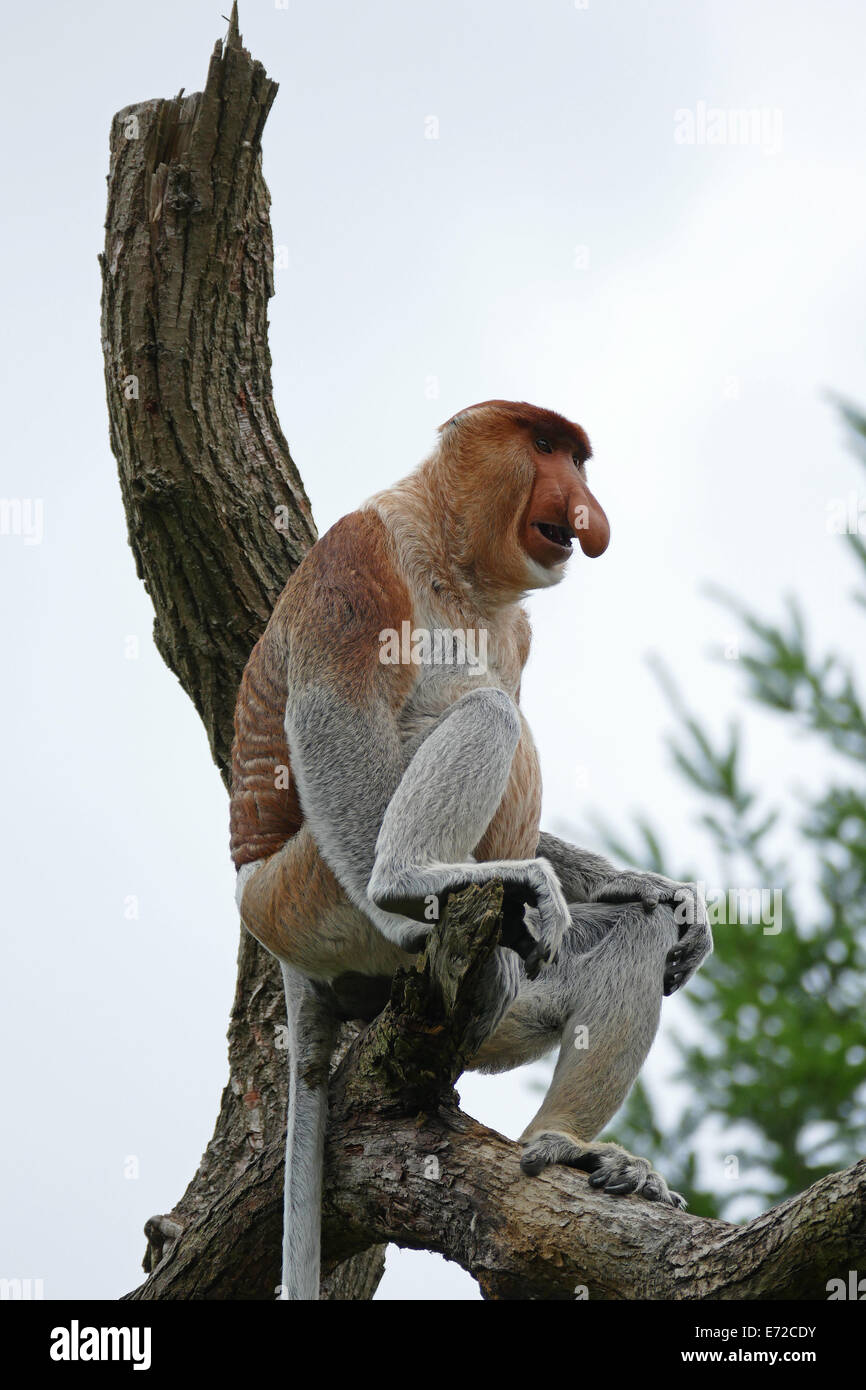 Proboscis Monkey Stockfoto
