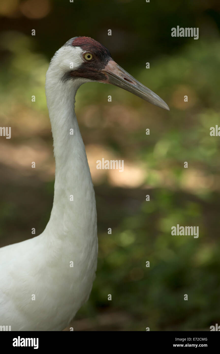 Schreikranich (Grus Americana), vom Aussterben bedrohte Arten, gefangen