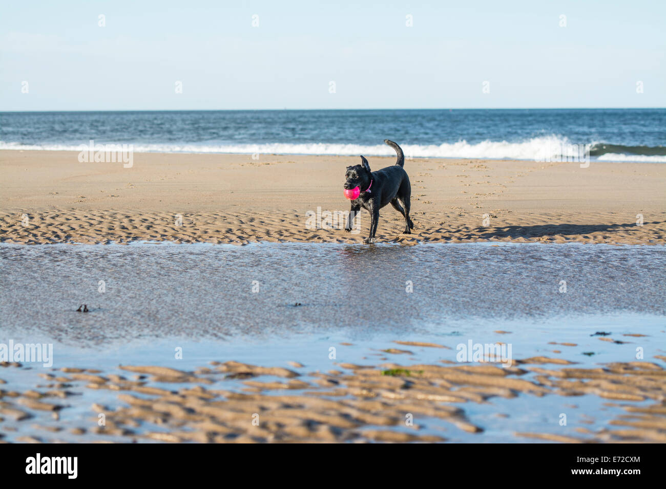 Schwarze Labrador Hund holen einen Ball am Strand, mit Textfreiraum Stockfoto