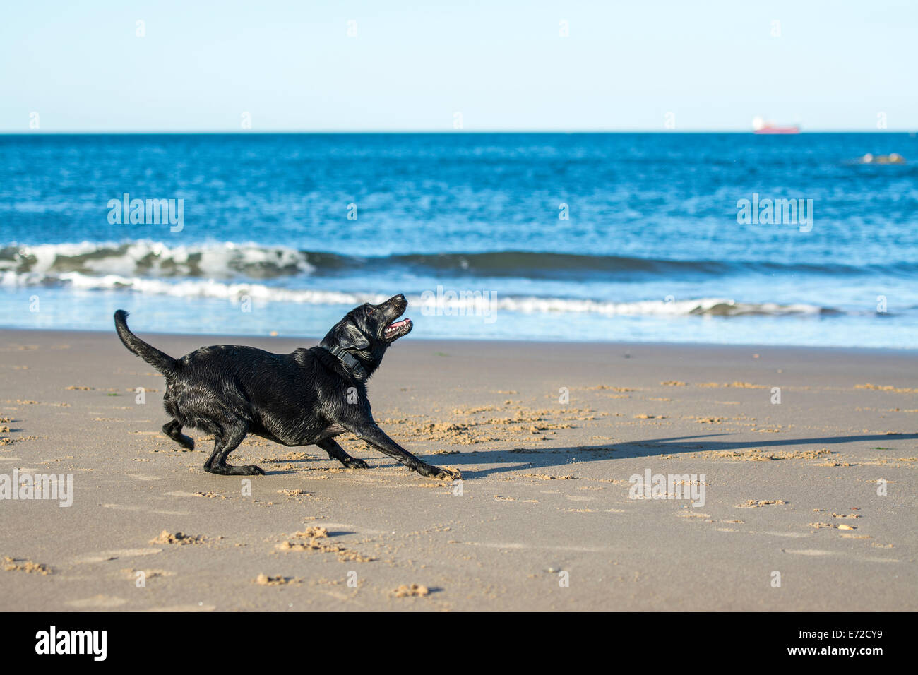 Schwarze Labrador Hund immer bereit zu springen, um einen Ball fangen am Strand Stockfoto