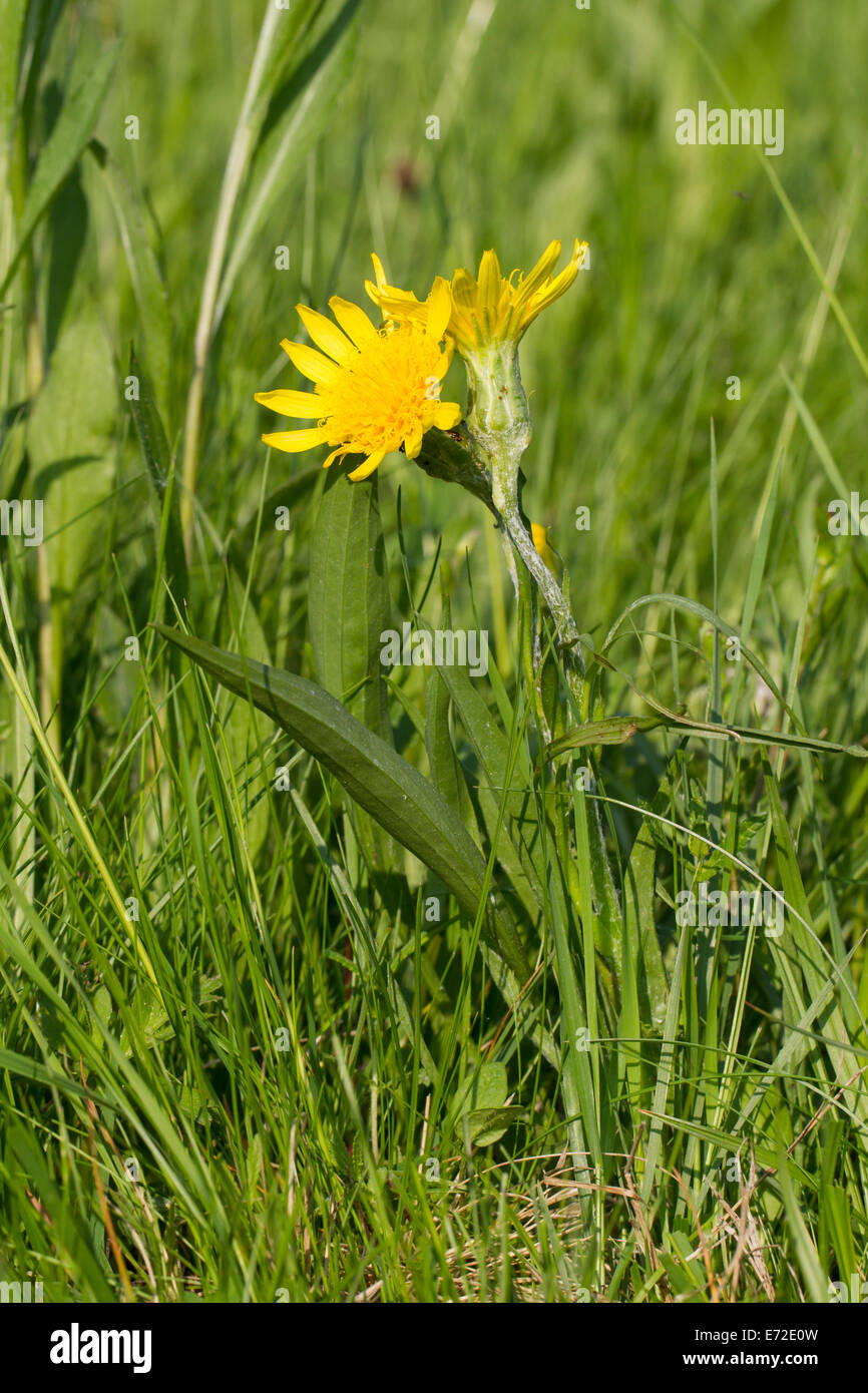 Scorzonera Humilis grass Vipern Schwarzwurzel Stockfoto