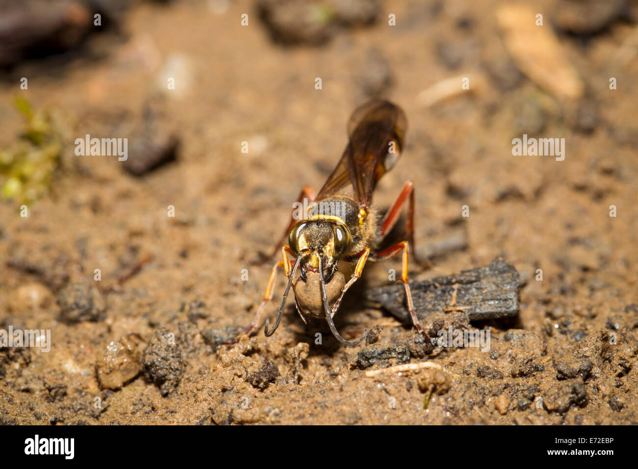 Sceliphron Curvatum Orientalische Mörtelwespe Stockfoto