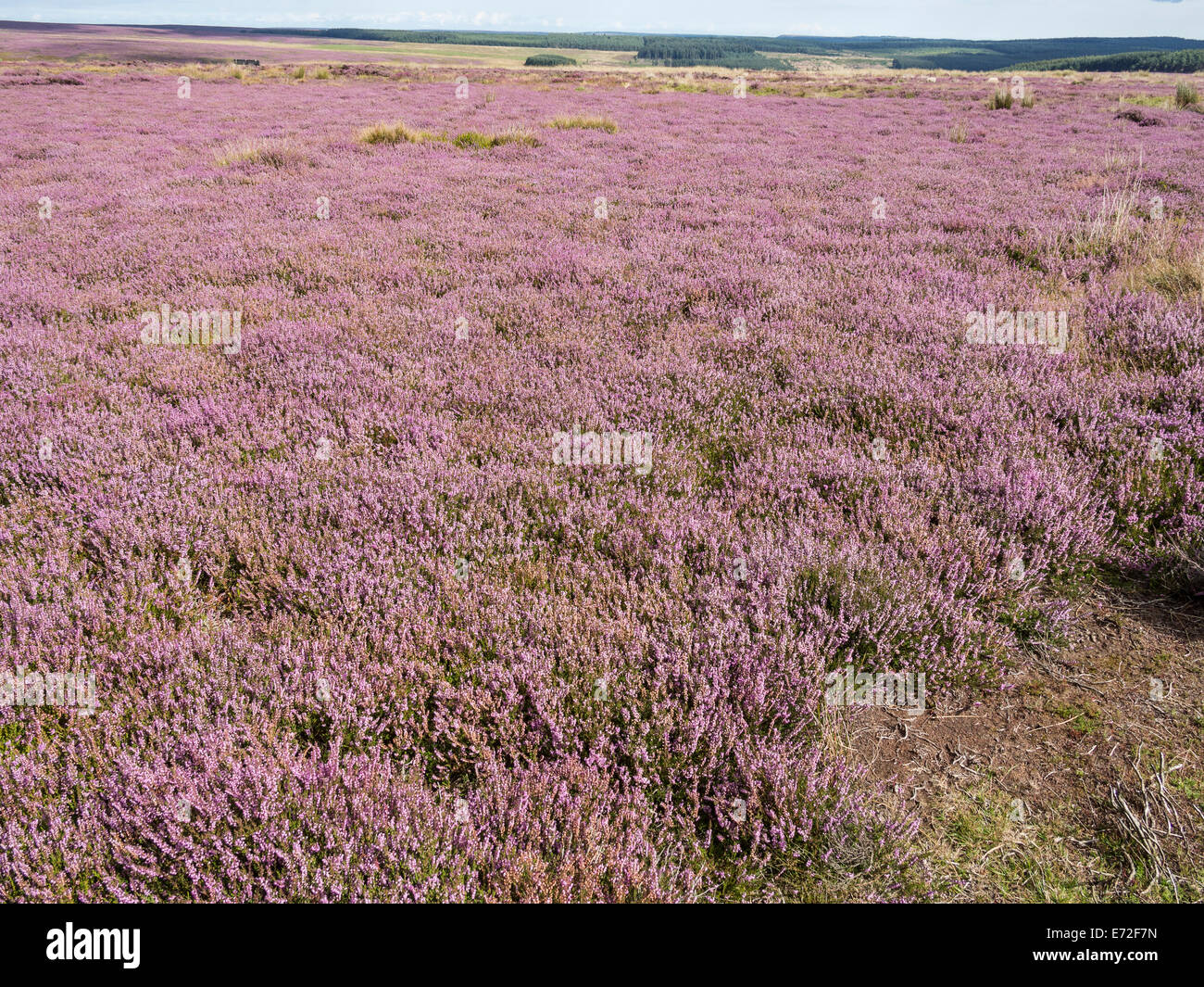 Heather Nationalpark Moor North Yorkshire UK Stockfoto