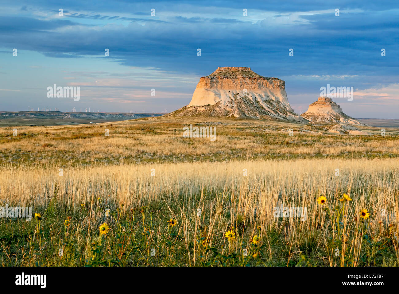 Gelbe Wildblumen und Pawnee Buttes, Pawnee National Grassland, Colorado USA Stockfoto