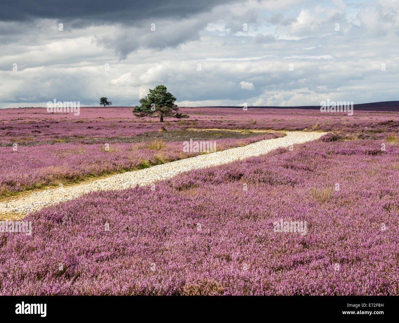 Einsame Bäume und Heather Calluna Vulgaris Ende August Egton Moor North York Moors National Park UK Stockfoto