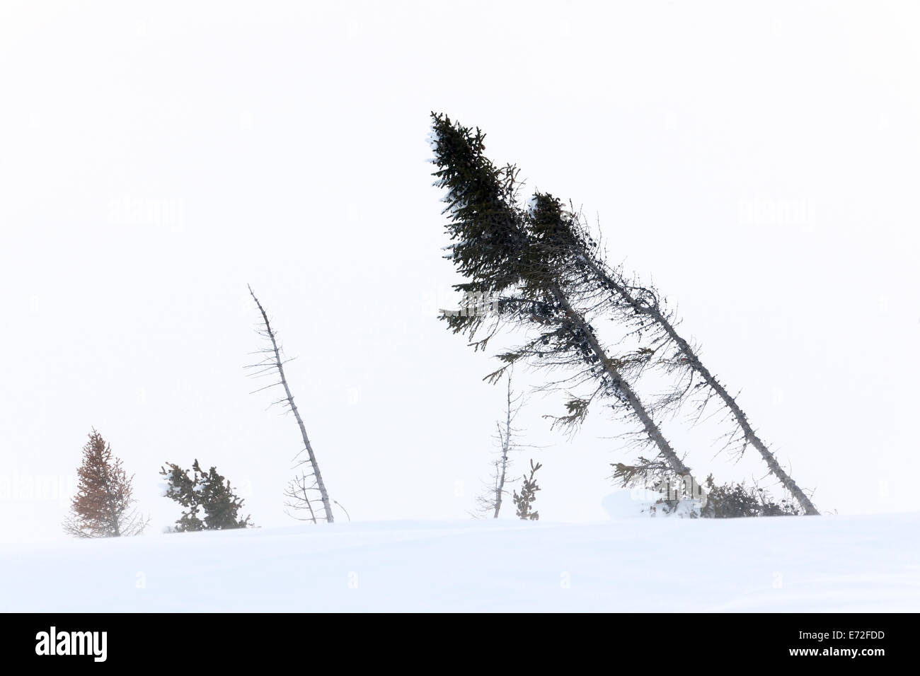 Arktische Tundra Taiga Wald, durch die starke Schneestürme, Wapusk-Nationalpark, Kanada zog. Stockfoto