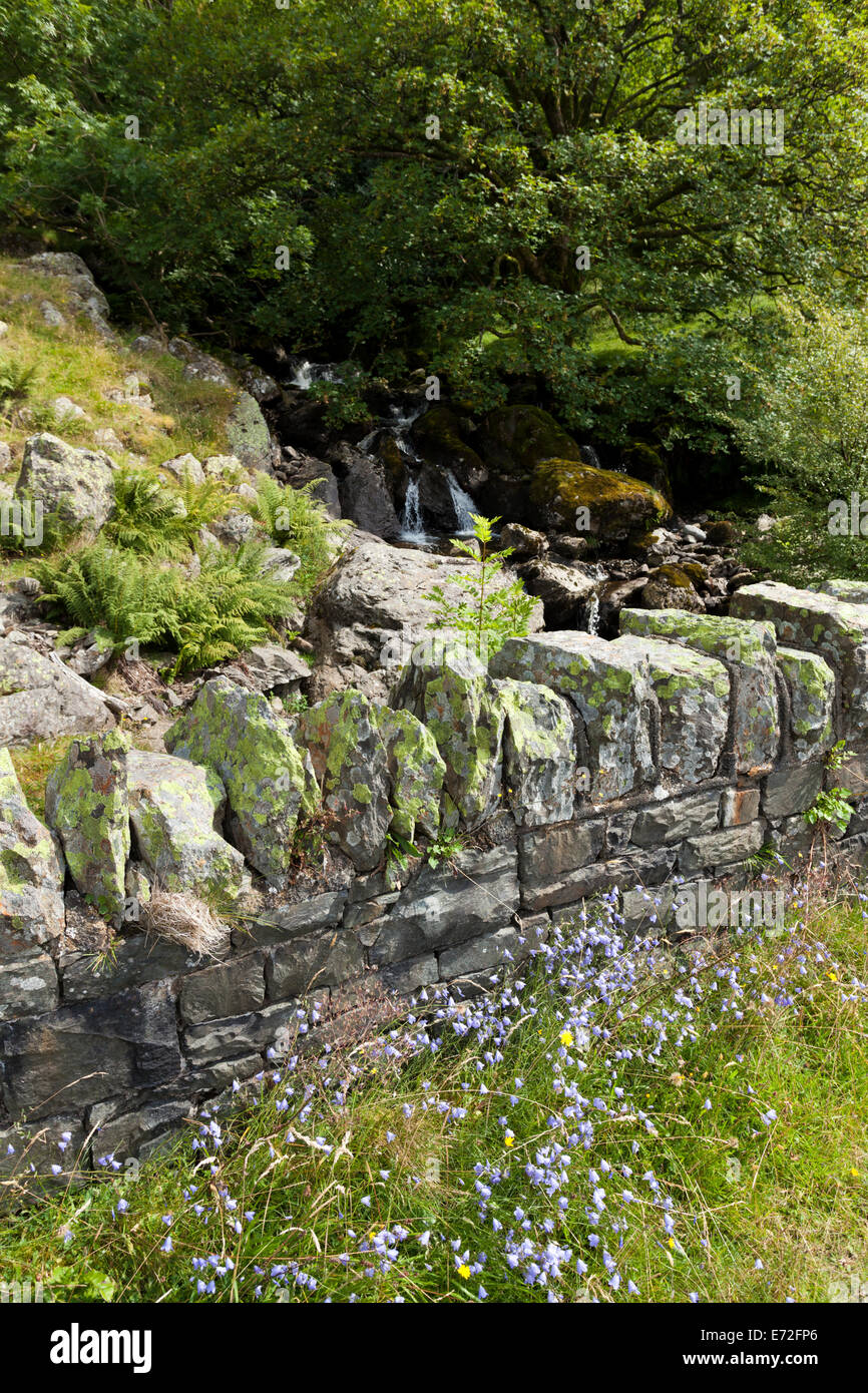 Die englischen Lake District - Glockenblumen (Campanula Rotundifolia) an den Ufern des Haweswater, Cumbria UK Stockfoto