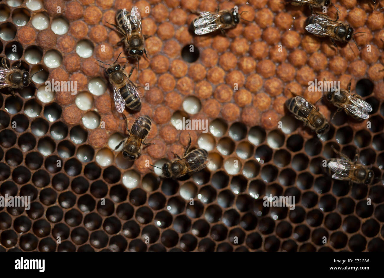 Ammenbienen kümmern Biene Bruten in einem Bienenstock von der Imkerei Puremiel Imker in Arcos De La Frontera, Cadiz Provinz Stockfoto