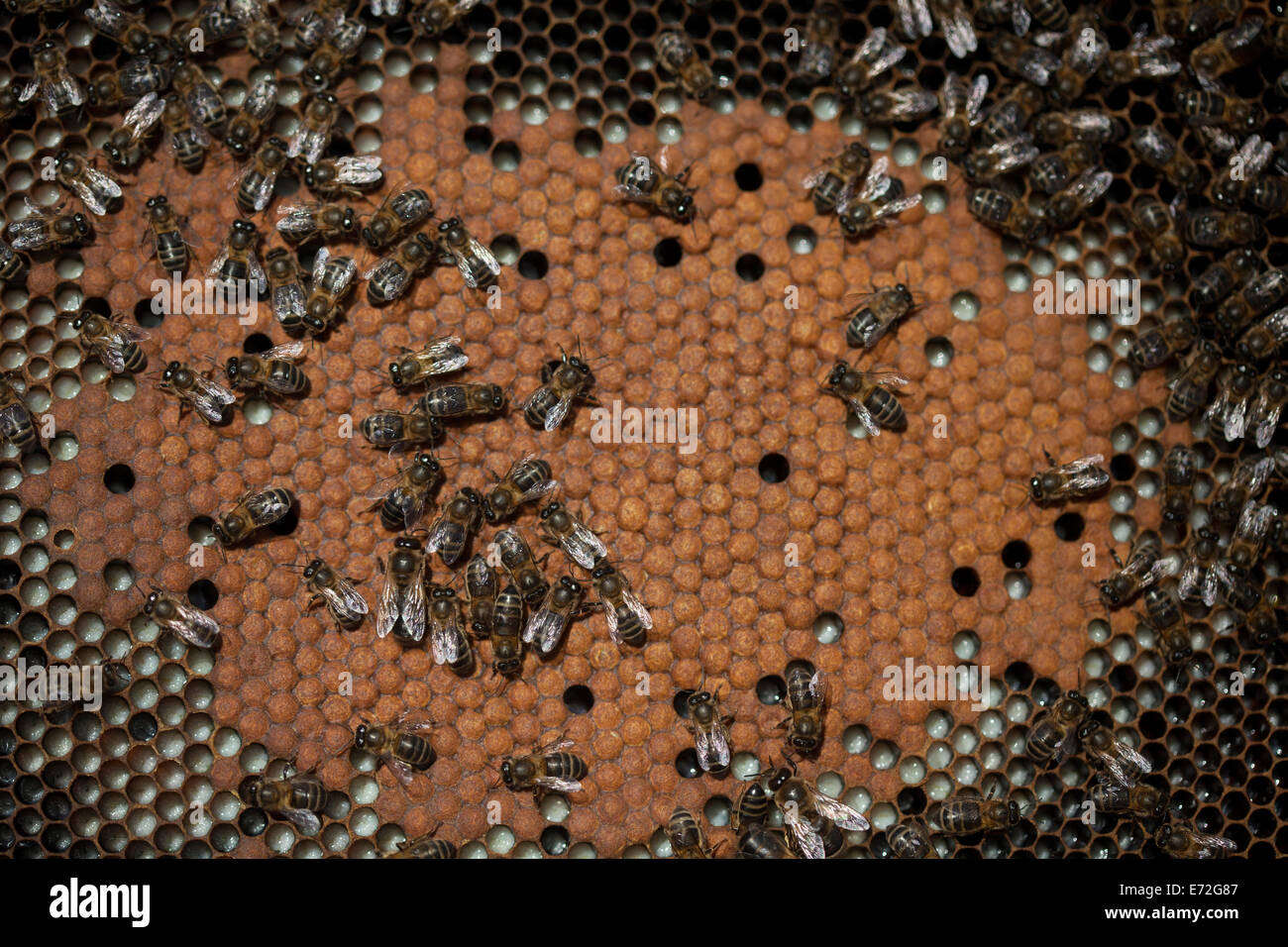 Ammenbienen kümmern Biene Bruten in einem Bienenstock von der Imkerei Puremiel Imker in Arcos De La Frontera, Cadiz Provinz Stockfoto