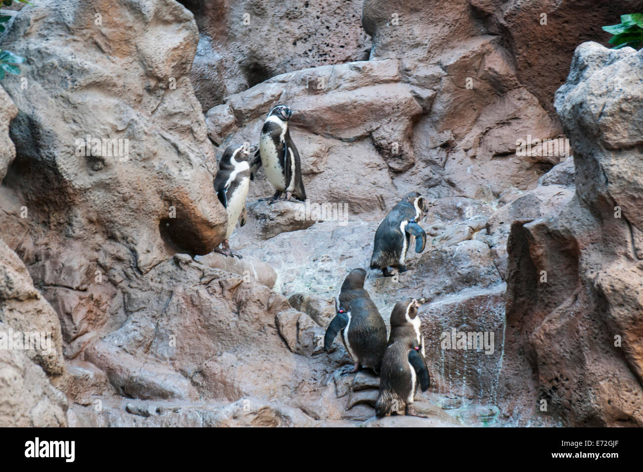 Pinguin der Antarktis ruht auf den Felsen Stockfoto