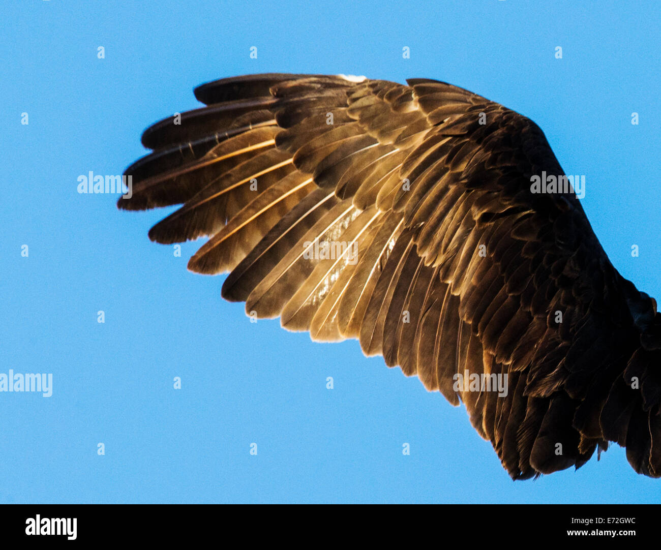 Nahaufnahme von Osprey Flügel & Federn, Pandion Haliaetus, Sea Hawk, Fischadler, Fluss Hawk, Hawk Fisch, raptor Stockfoto