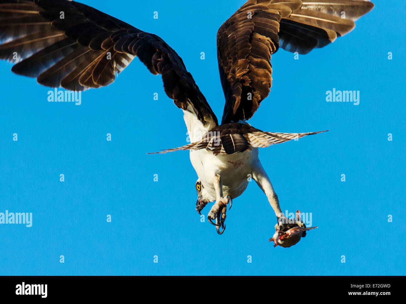 Fischadler im Flug mit fangfrischen Fisch, Pandion Haliaetus, Sea Hawk, Fischadler, Fluss Hawk, Hawk Fisch, raptor Stockfoto