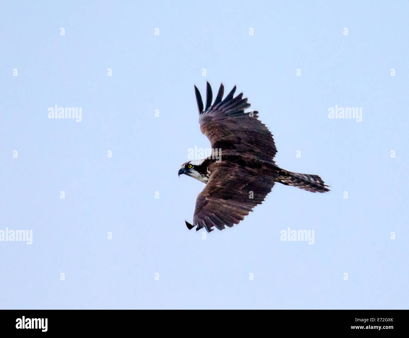 Fischadler im Flug, Pandion Haliaetus, Sea Hawk, Fischadler, Fluss Hawk, Hawk Fisch, Raptor, Chaffee County, Colorado, USA Stockfoto