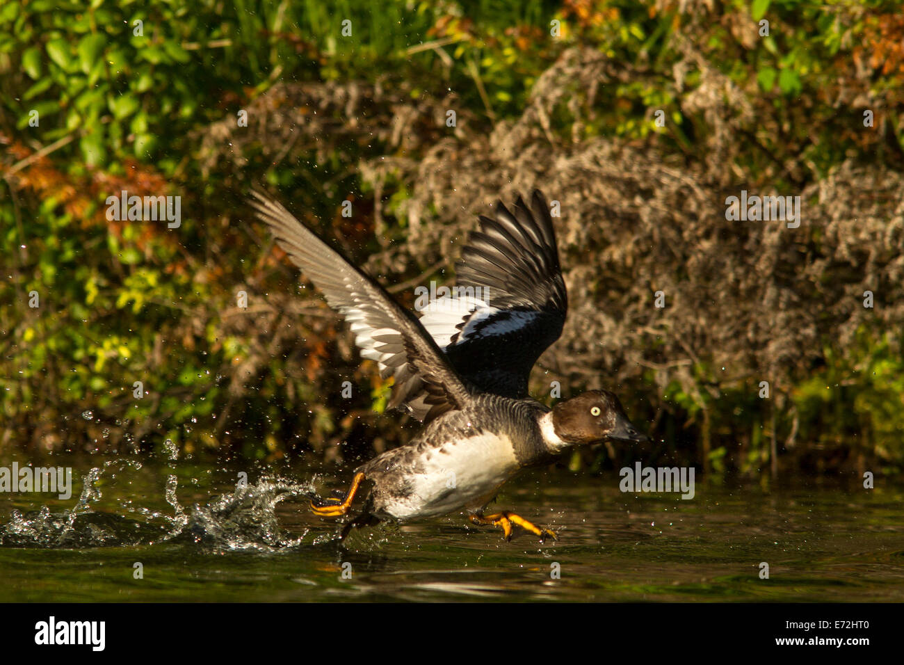 Gemeinsamen Goldeneye Ente hebt zum Flug in Beaver Lake in der Nähe von Whitefish, Montana, USA. Stockfoto