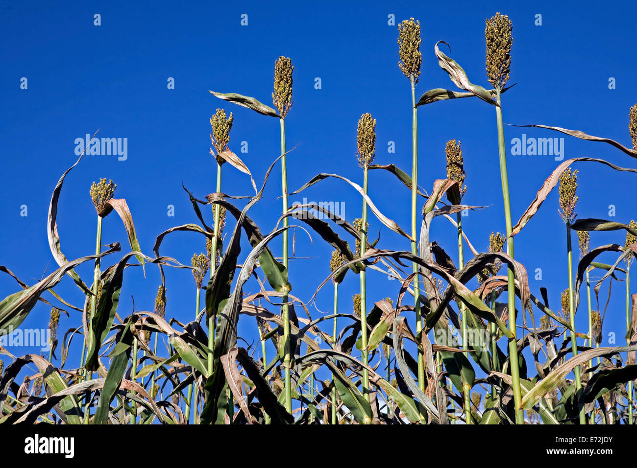 Sorghum Ernte in schlammigen Teich, eine Mennonitische Bauernschaft in den Cumberlands Hügeln von Tennessee, den Ruf für die Qualität seiner Stockfoto