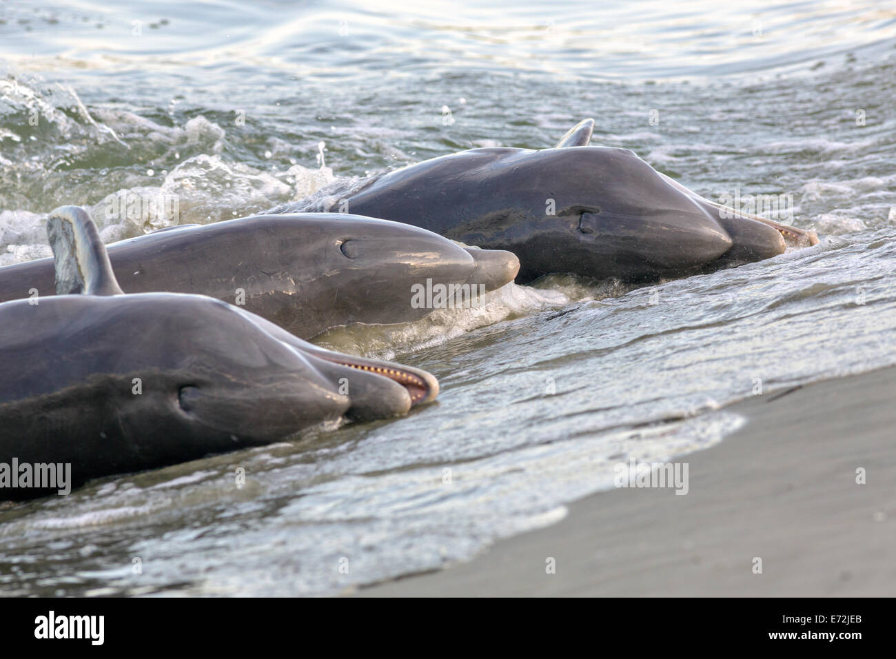 Atlantische Bottlenose Delphine ernähren sich von Fischen, die sie an den Strand eingepfercht, während der Ständer Fütterung am Einlass Captain Sam 3. September 2014 Kiawah Island, SC Diese ungewöhnliche Praxis umfasst eine Gruppe von Delfinen herding eine Schule der Fische auf den Strand und starten dann ihren Körper aus dem Wasser und an den Strand zu ernähren und ist nur an wenigen Orten auf der Erde gefunden. Stockfoto