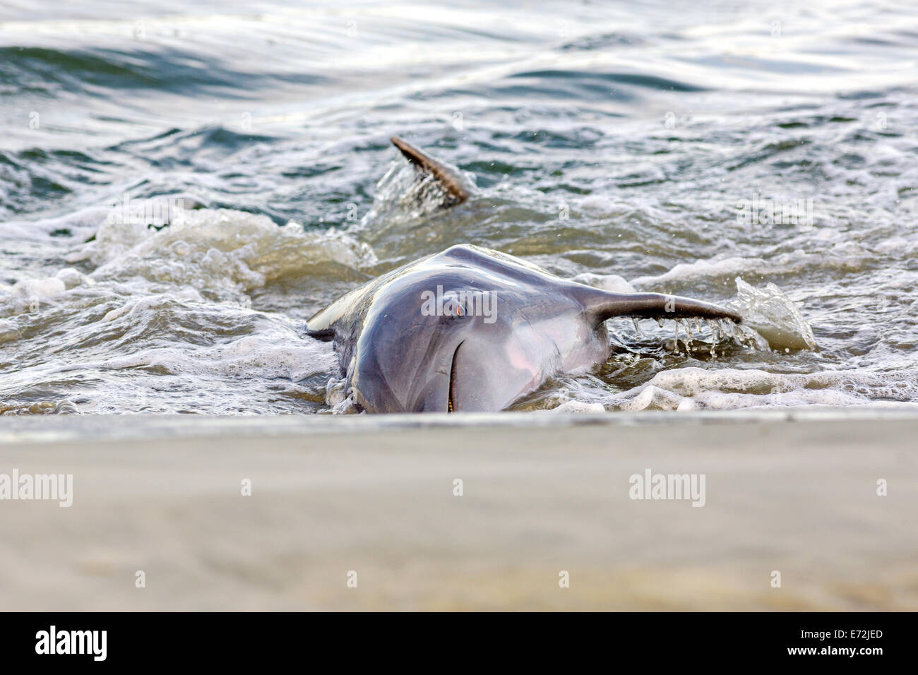 Atlantische Bottlenose Delphine ernähren sich von Fischen, die sie an den Strand eingepfercht, während der Ständer Fütterung am Einlass Captain Sam 3. September 2014 Kiawah Island, SC Diese ungewöhnliche Praxis umfasst eine Gruppe von Delfinen herding eine Schule der Fische auf den Strand und starten dann ihren Körper aus dem Wasser und an den Strand zu ernähren und ist nur an wenigen Orten auf der Erde gefunden. Stockfoto