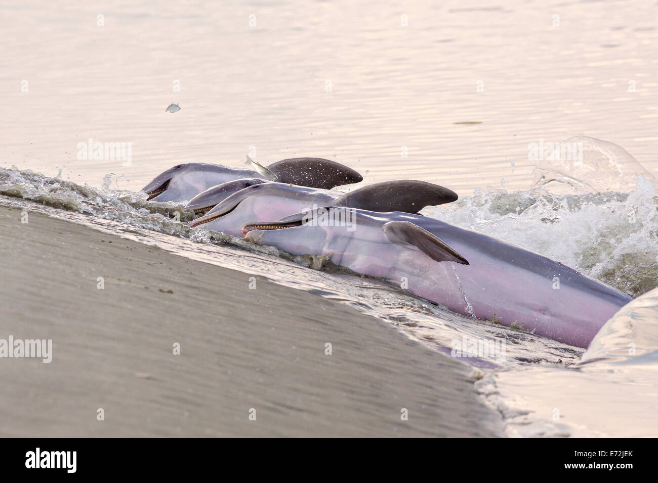 Atlantische Bottlenose Delphine ernähren sich von Fischen, die sie an den Strand eingepfercht, während der Ständer Fütterung am Einlass Captain Sam 3. September 2014 Kiawah Island, SC Diese ungewöhnliche Praxis umfasst eine Gruppe von Delfinen herding eine Schule der Fische auf den Strand und starten dann ihren Körper aus dem Wasser und an den Strand zu ernähren und ist nur an wenigen Orten auf der Erde gefunden. Stockfoto
