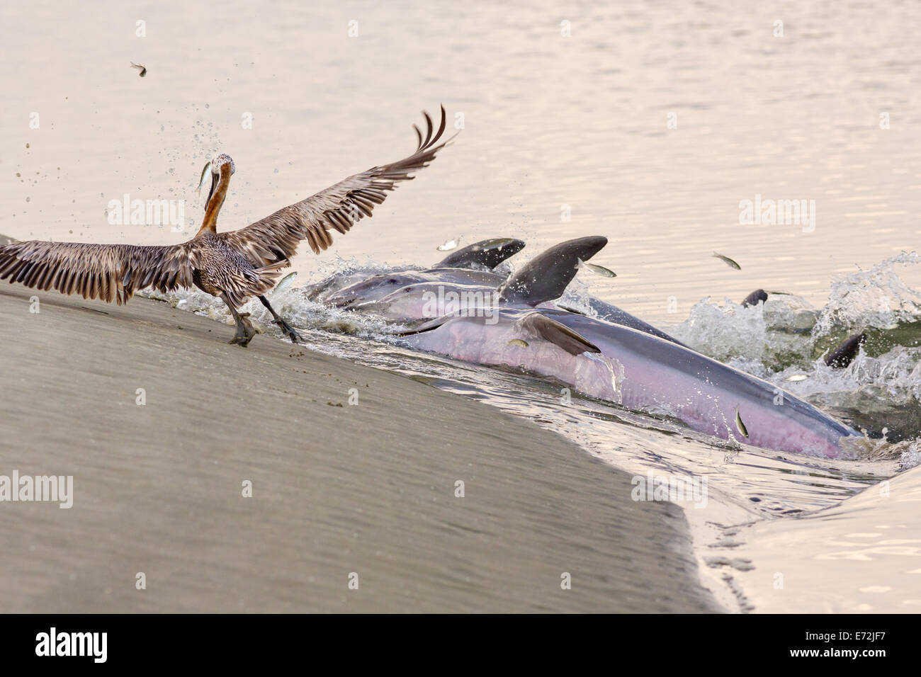 Eine braune Pelikan Bewegungen aus dem Weg als atlantische Bottlenose Delphine kommen an Land von Fisch ernähren sie auf den Strand eingepfercht während der Stand Fütterung am Einlass Captain Sam 3. September 2014 Kiawah Island, SC Diese ungewöhnliche Praxis umfasst eine Gruppe von Delfinen herding eine Schule der Fische auf den Strand und starten dann ihren Körper aus dem Wasser und an den Strand zu ernähren und ist nur an wenigen Orten auf der Erde gefunden. Stockfoto