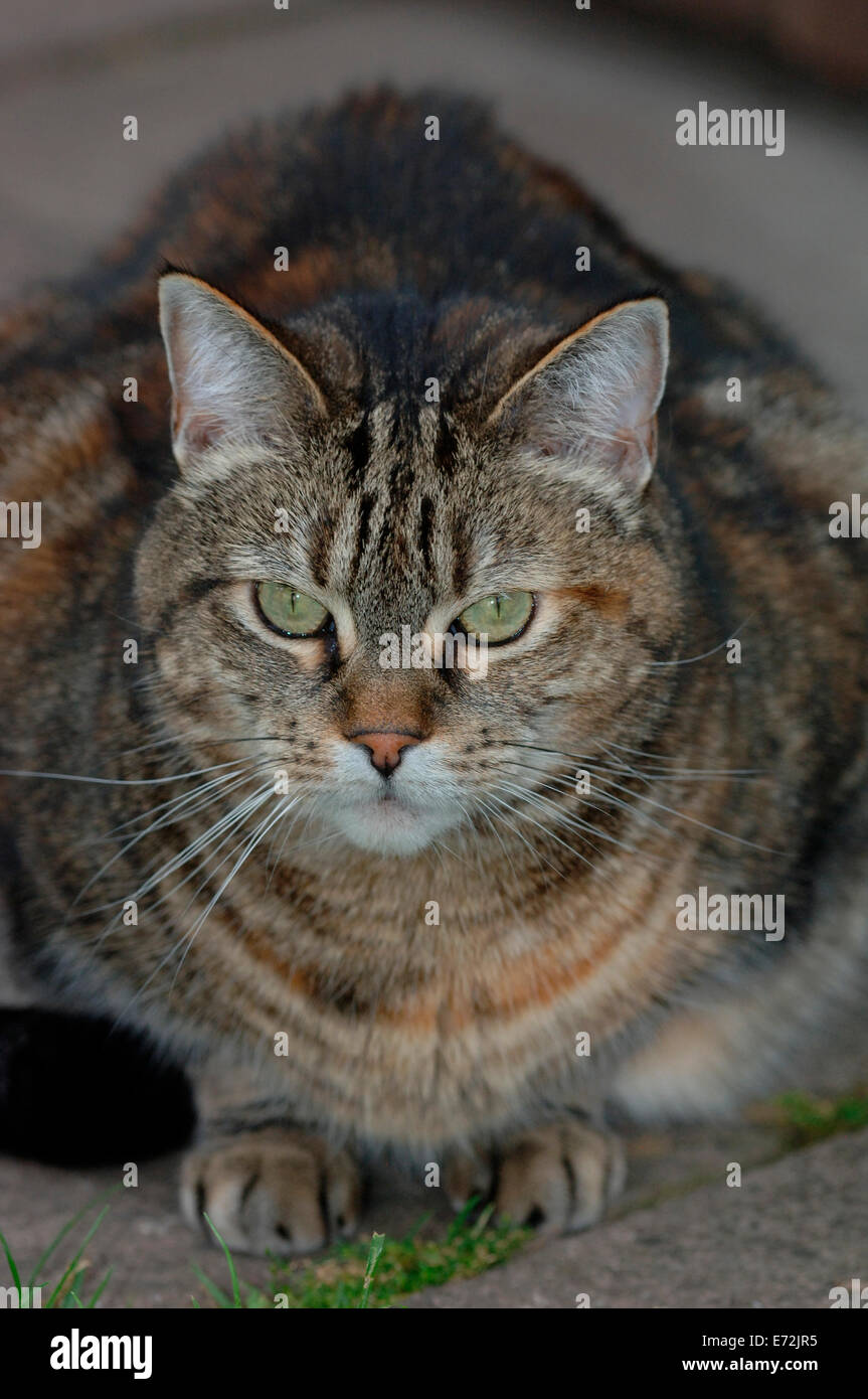 Eine weibliche Tabby Katze. Stockfoto