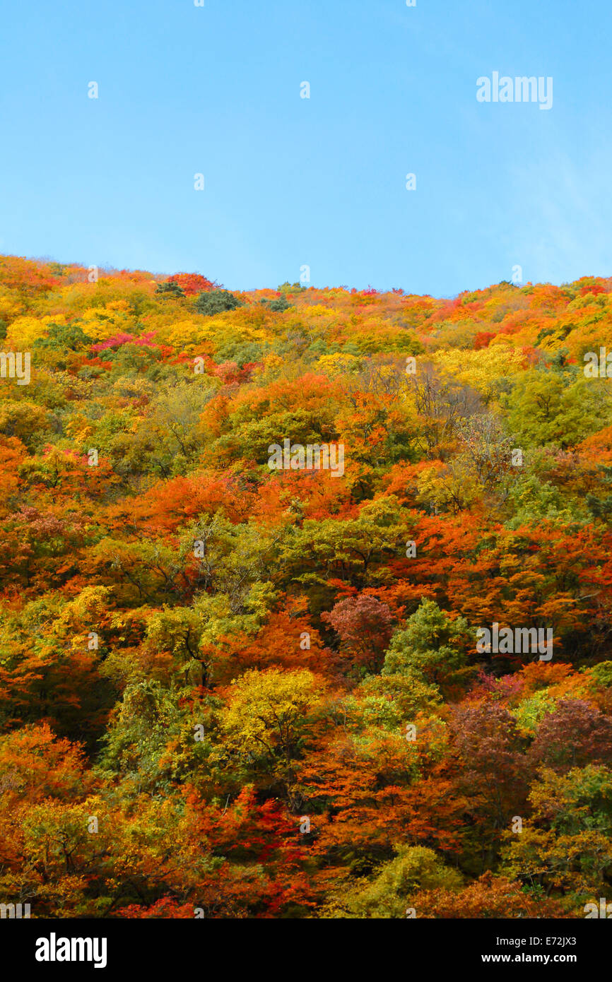 Rotes Laub Dakikaeri Schlucht Kakunodate Akita Japan Stockfoto