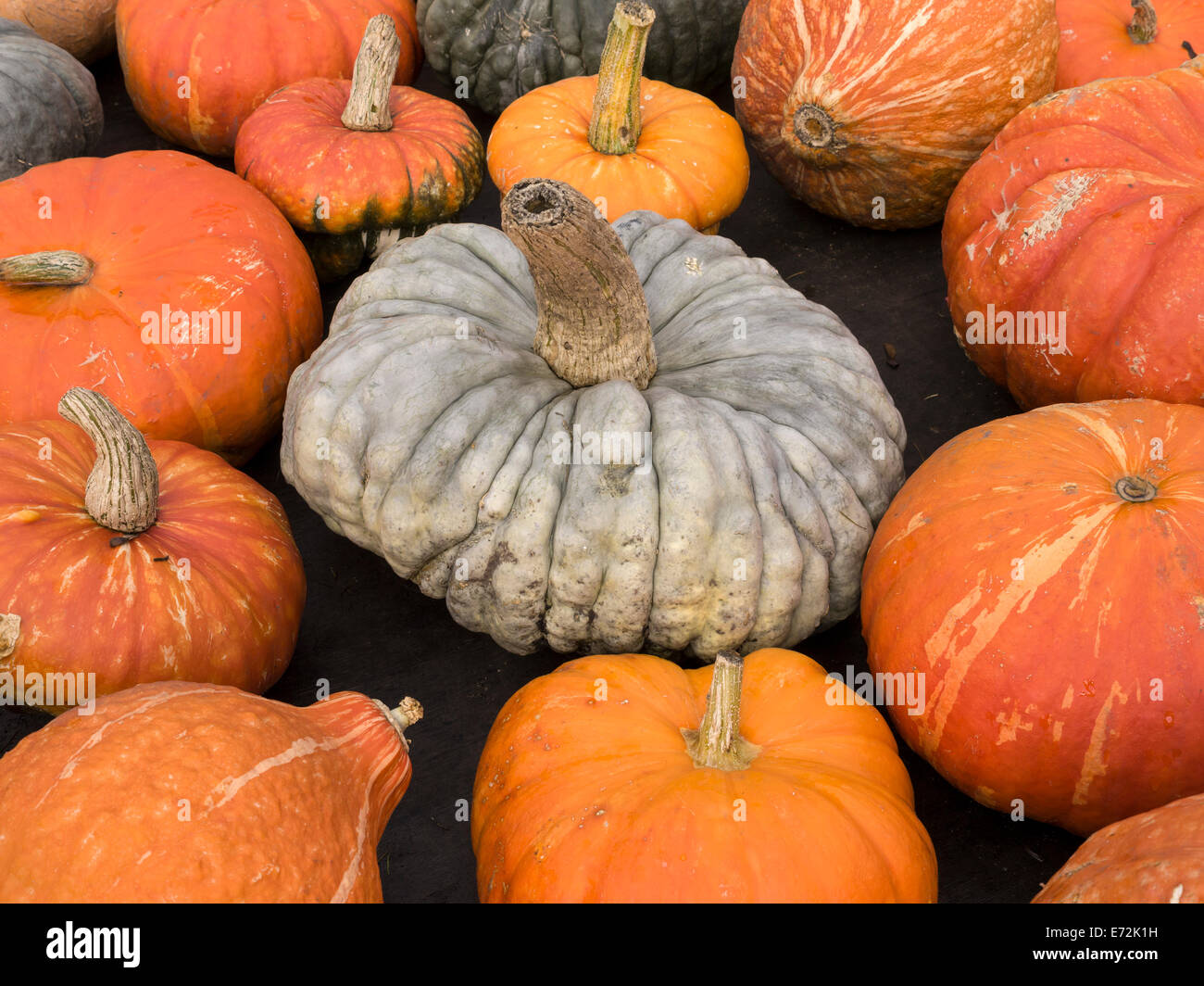Sammlung von Herbst Kürbisse Stockfoto