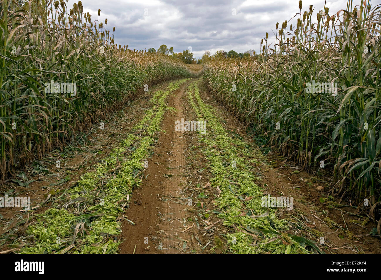 Sorghum-Feld in schlammigen Teich, eine Mennonitische Bauernschaft in den Cumberlands Hügeln von Tennessee, den Ruf für die Qualität seiner Stockfoto