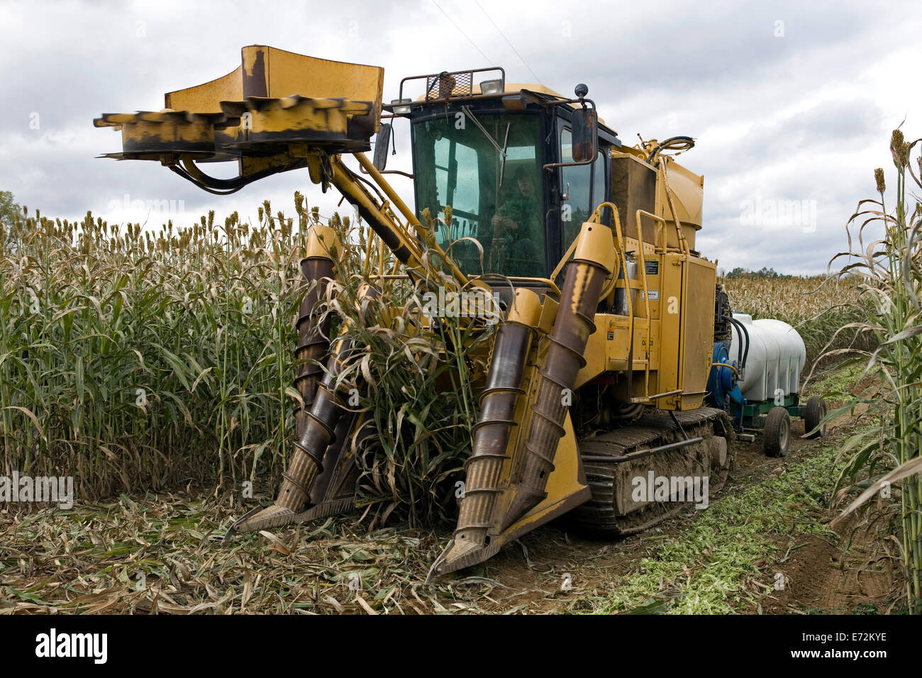 Sorghum-Feld und Harvester in schlammigen Teich, eine Mennonitische Bauernschaft in den Cumberlands Hügeln von Tennessee, angeblich für die Stockfoto