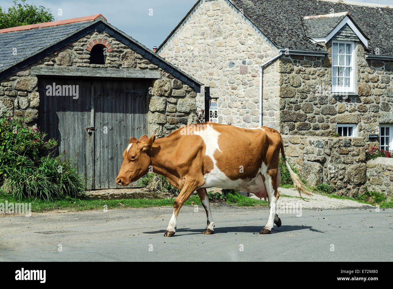 Ein Jersey Kuh zu Fuß durch den Weiler Treen in der Nähe von Porthcurno in Cornwall, Großbritannien Stockfoto