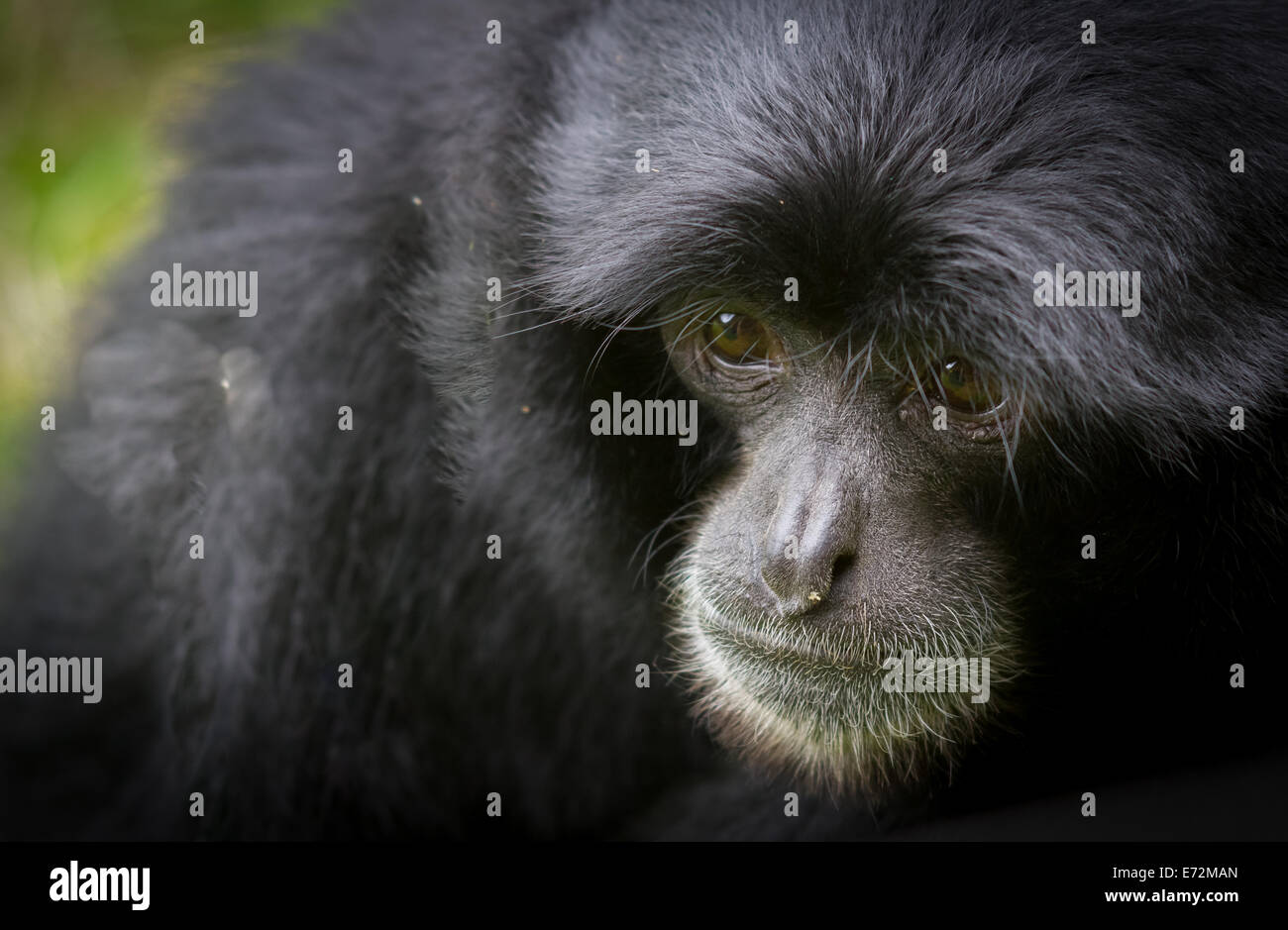 Ein Siamang (Symphalangus Syndactylus) Gibbon im South Lakes Wild Animal Park in Cumbria Stockfoto