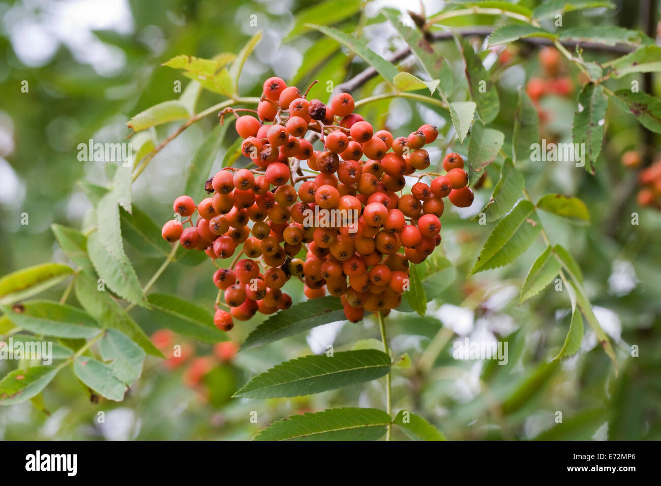 Sorbus commixta. Rote Beeren auf einem japanischen Rowan Tree. Stockfoto