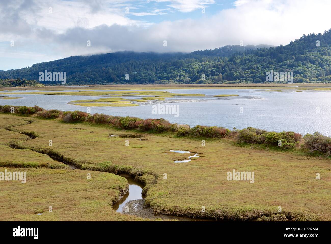 Feuchtgebiet Sümpfe Reyes in Punkt National Seashore, Marin County, Kalifornien. Stockfoto