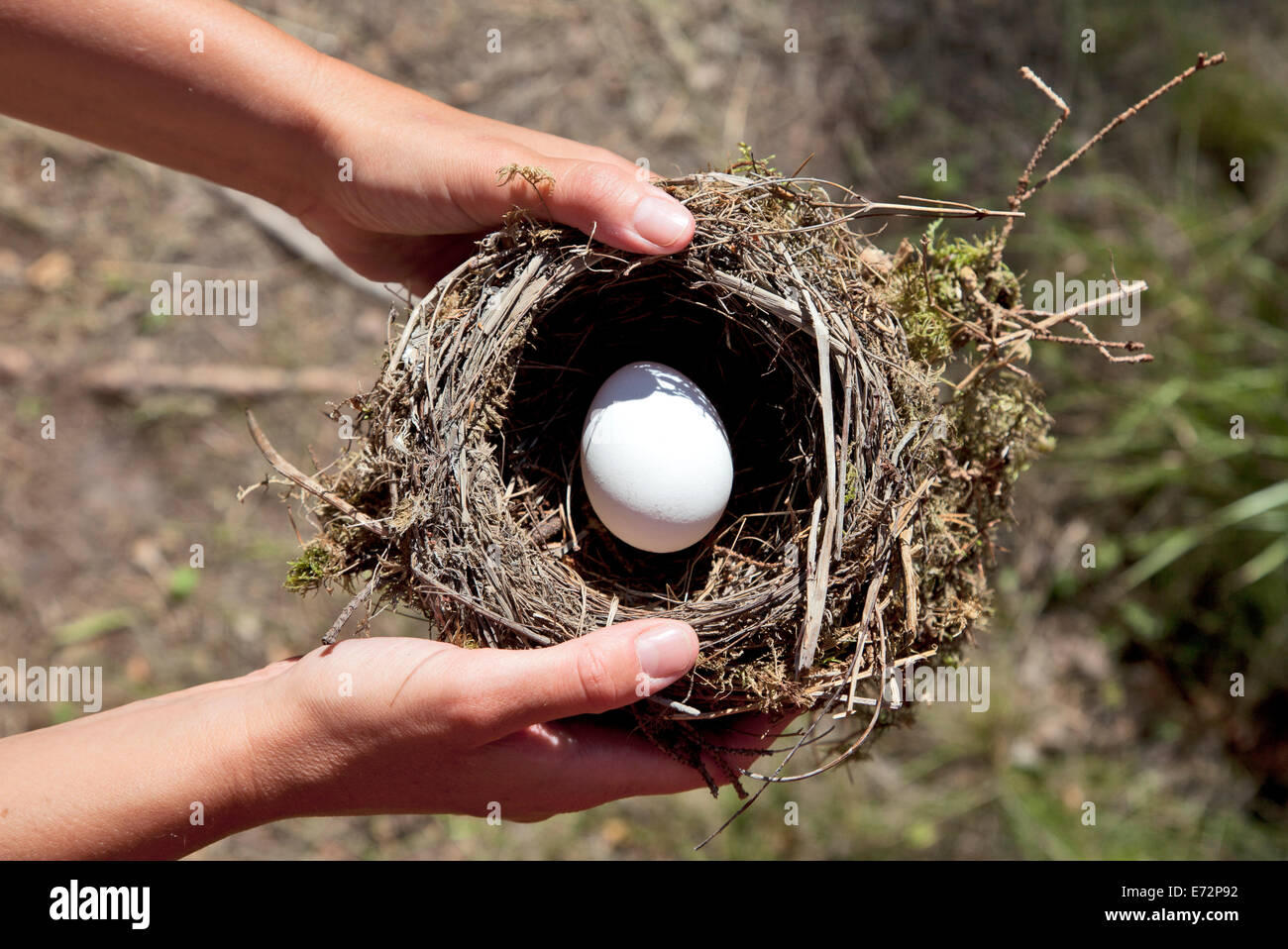 Hände halten Nest mit Ei. Natur-Hintergrund. Stockfoto