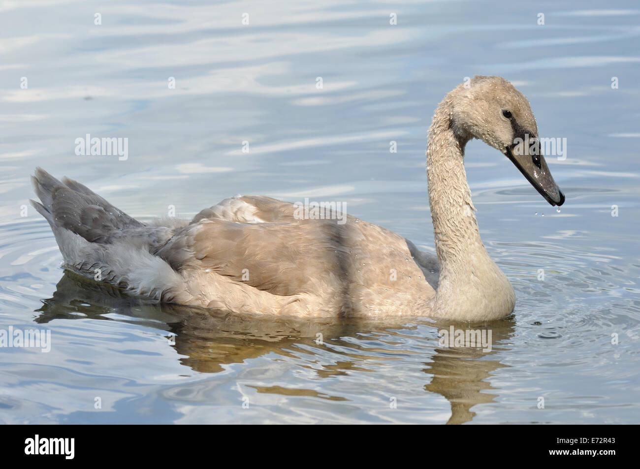 Graues Baby Schwan auf dem Wasser des Sees Stockfoto