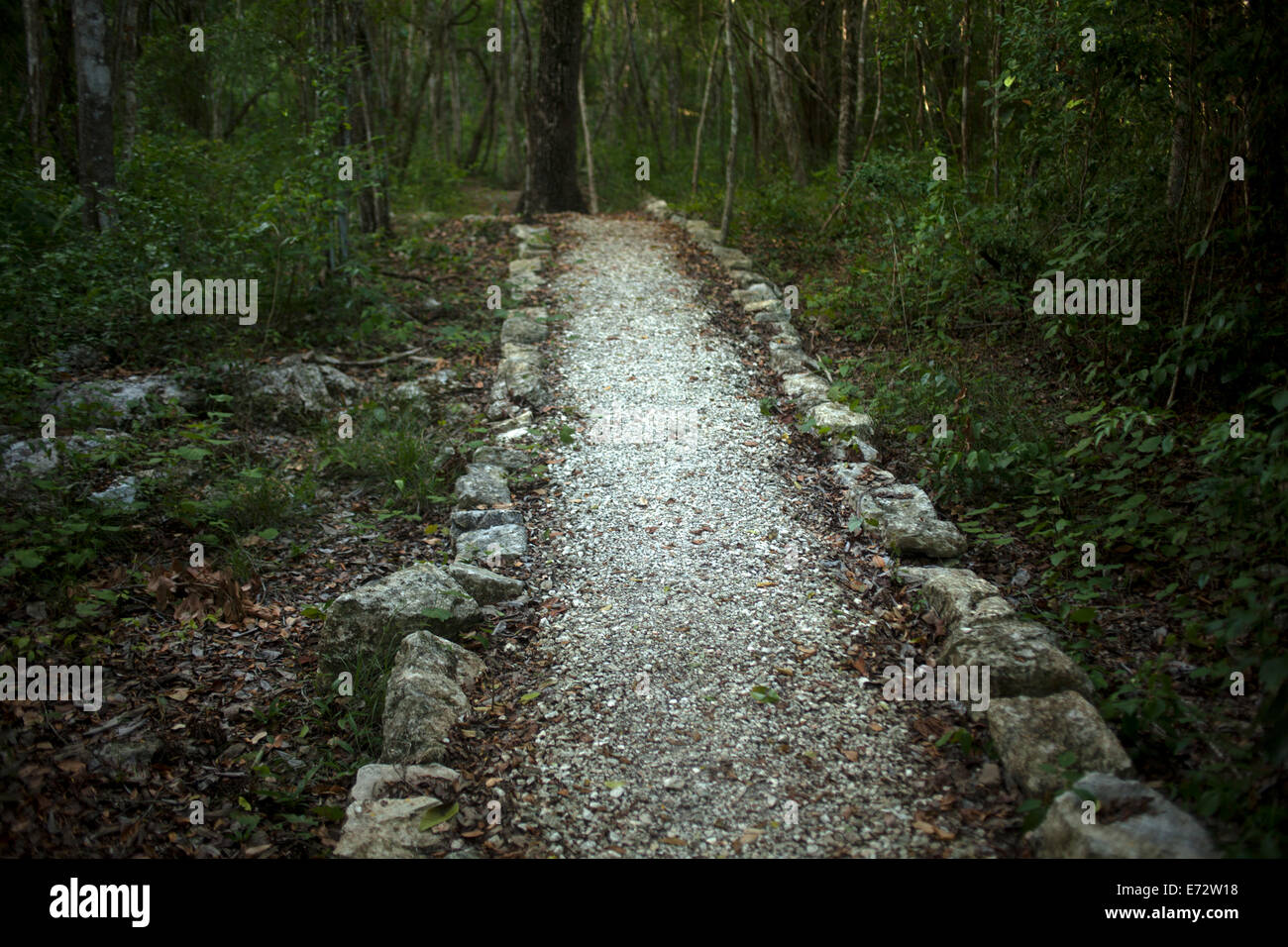 Ein Sacbeob (Maya-weißer Weg) in Calakmul Biosphären-Reservat Campeche Zustand, Halbinsel Yucatan, Mexiko, 6. August 2014. Stockfoto