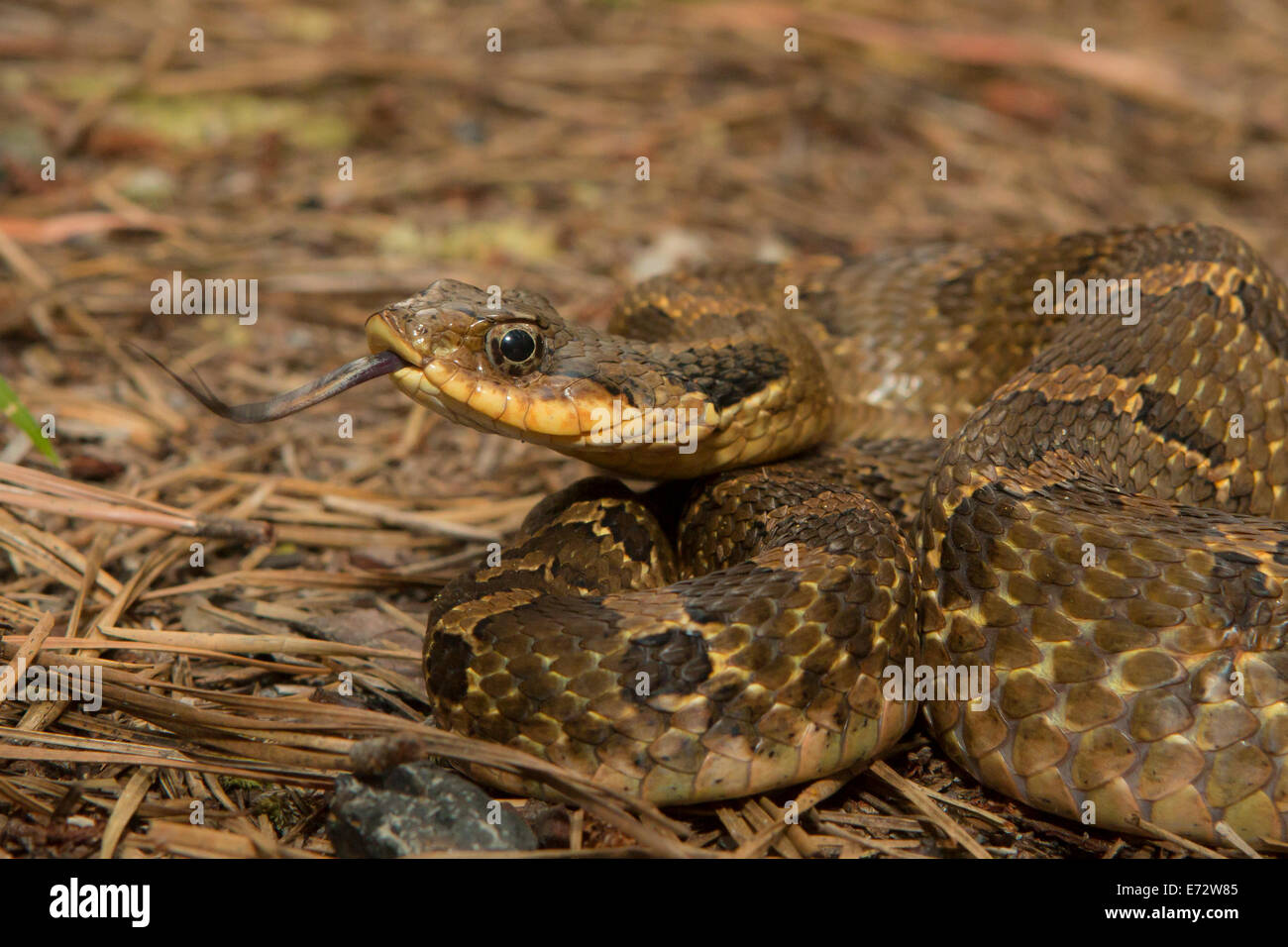 Ein gelb-schwarzes Hognose Schlange Aalen - Heterodon Platyrhinos Stockfoto