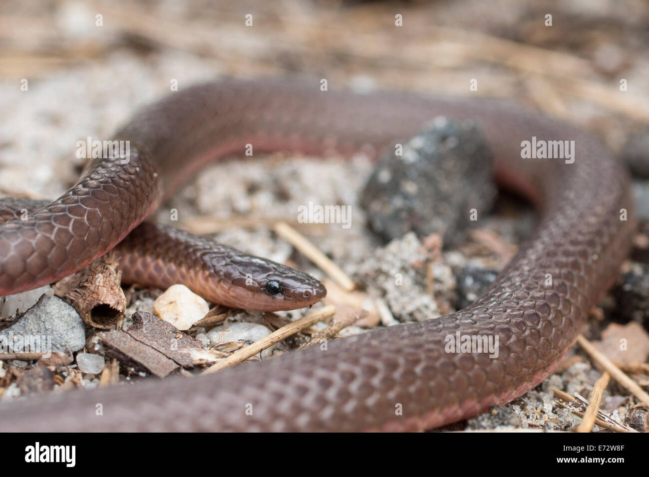 Östlichen Wurm Schlange - Carphophis Amoenus amoenus Stockfoto