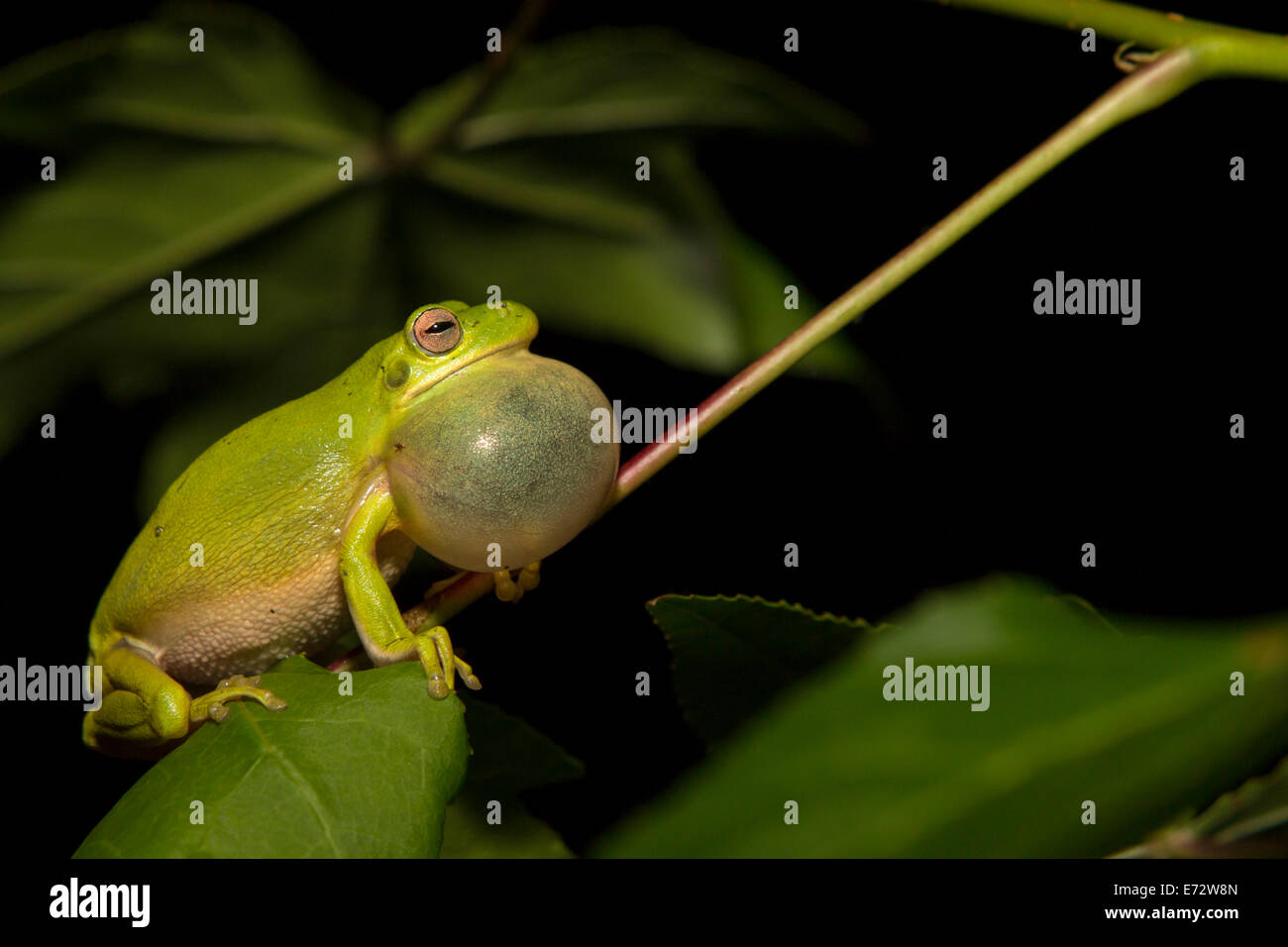 Eine aufrufende grünen Laubfrosch in New Jersey - Hyla cinerea Stockfoto