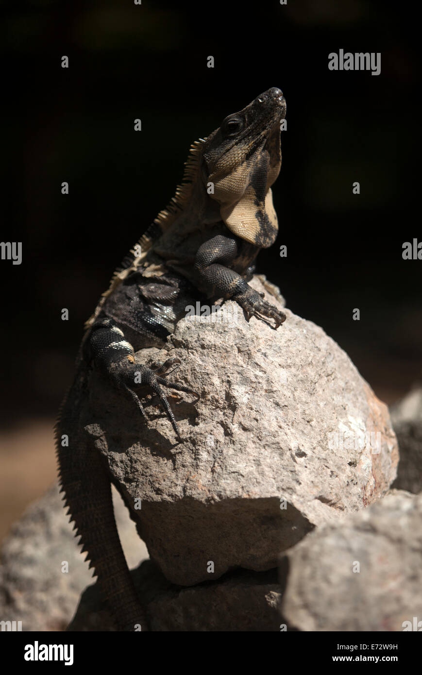 Ein Leguan sonnt sich in der Maya-Stadt Uxmal, Halbinsel Yucatan, Mexiko, 8. August 2014. Stockfoto