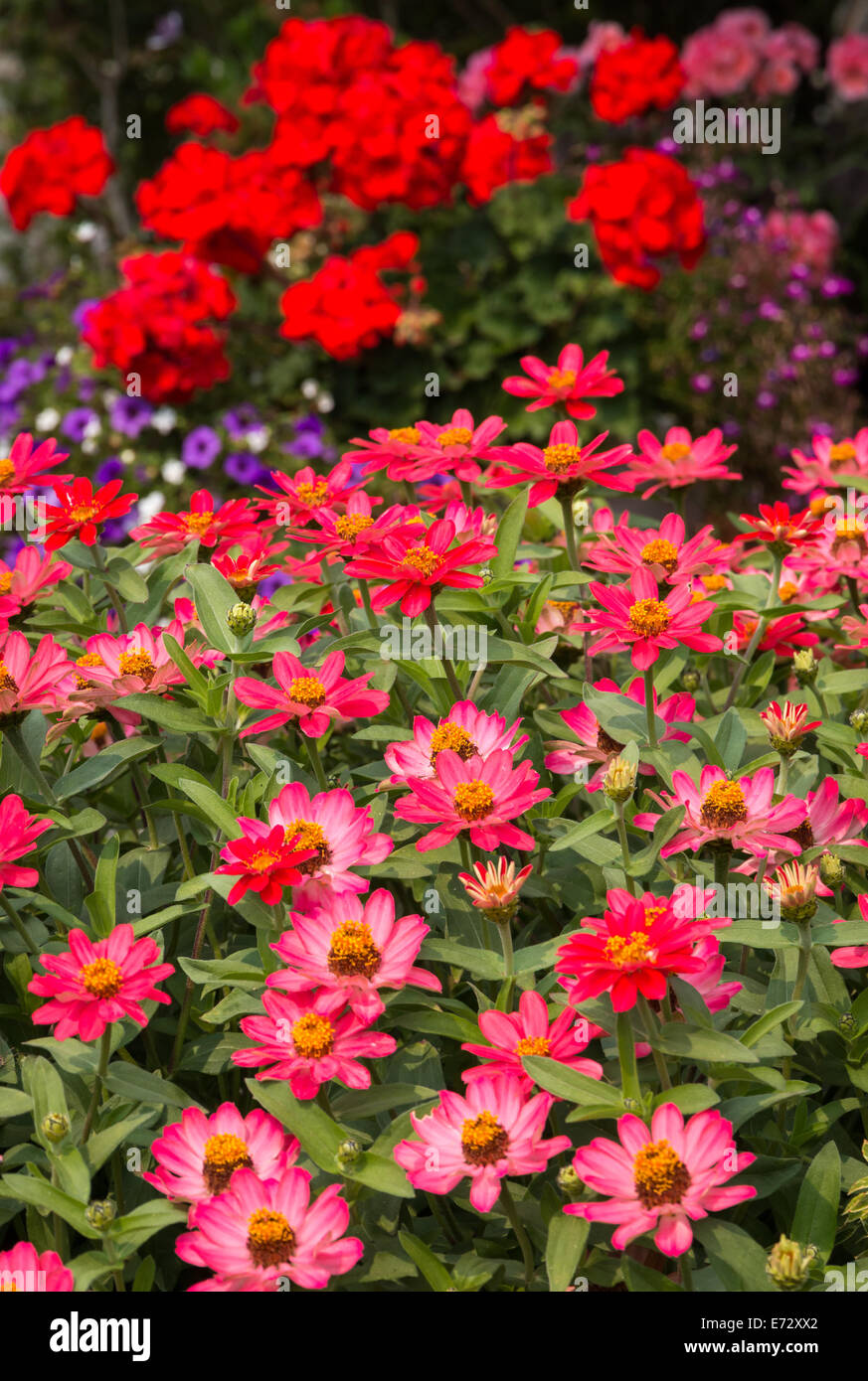 Mittelpunkt auf rosa Zinnien Sommergarten. Stockfoto