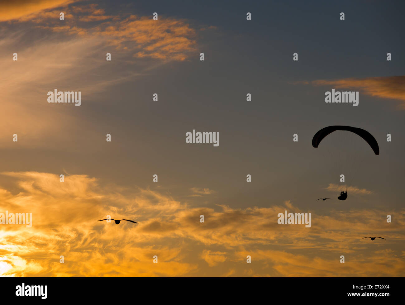 Eine Silhouette Para-Gleiter, begleitet von Möwen, schwingt sich in den Sonnenuntergang über dem Pazifischen Ozean. Stockfoto
