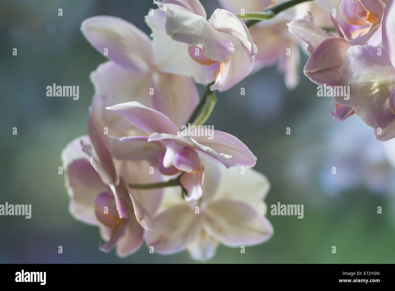 Rosa Orchidee Blume Nahaufnahme Phalaenopsis Stockfoto