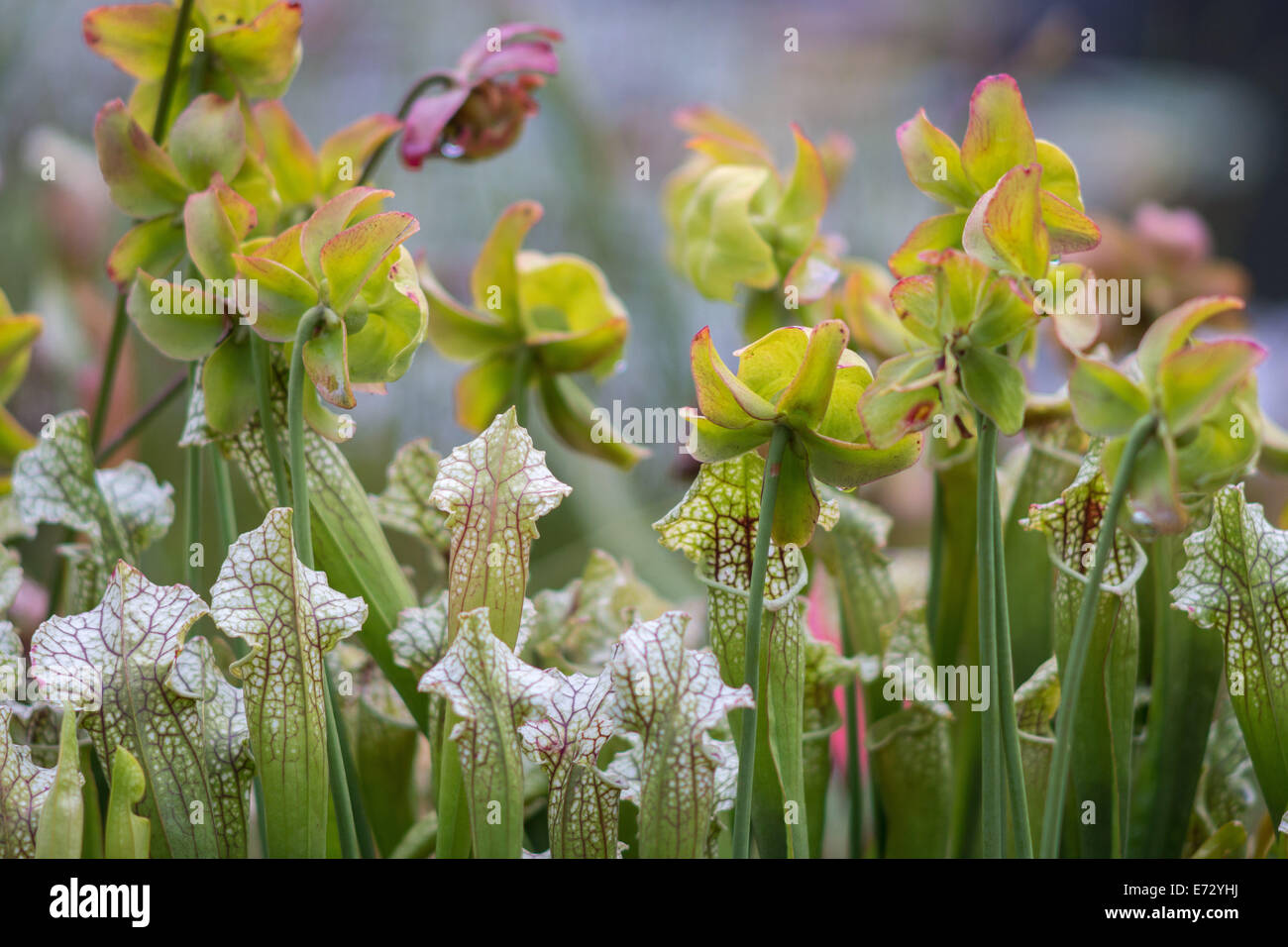Fleischfressende Kannenpflanze Sarracenia Juthiap soper Stockfoto