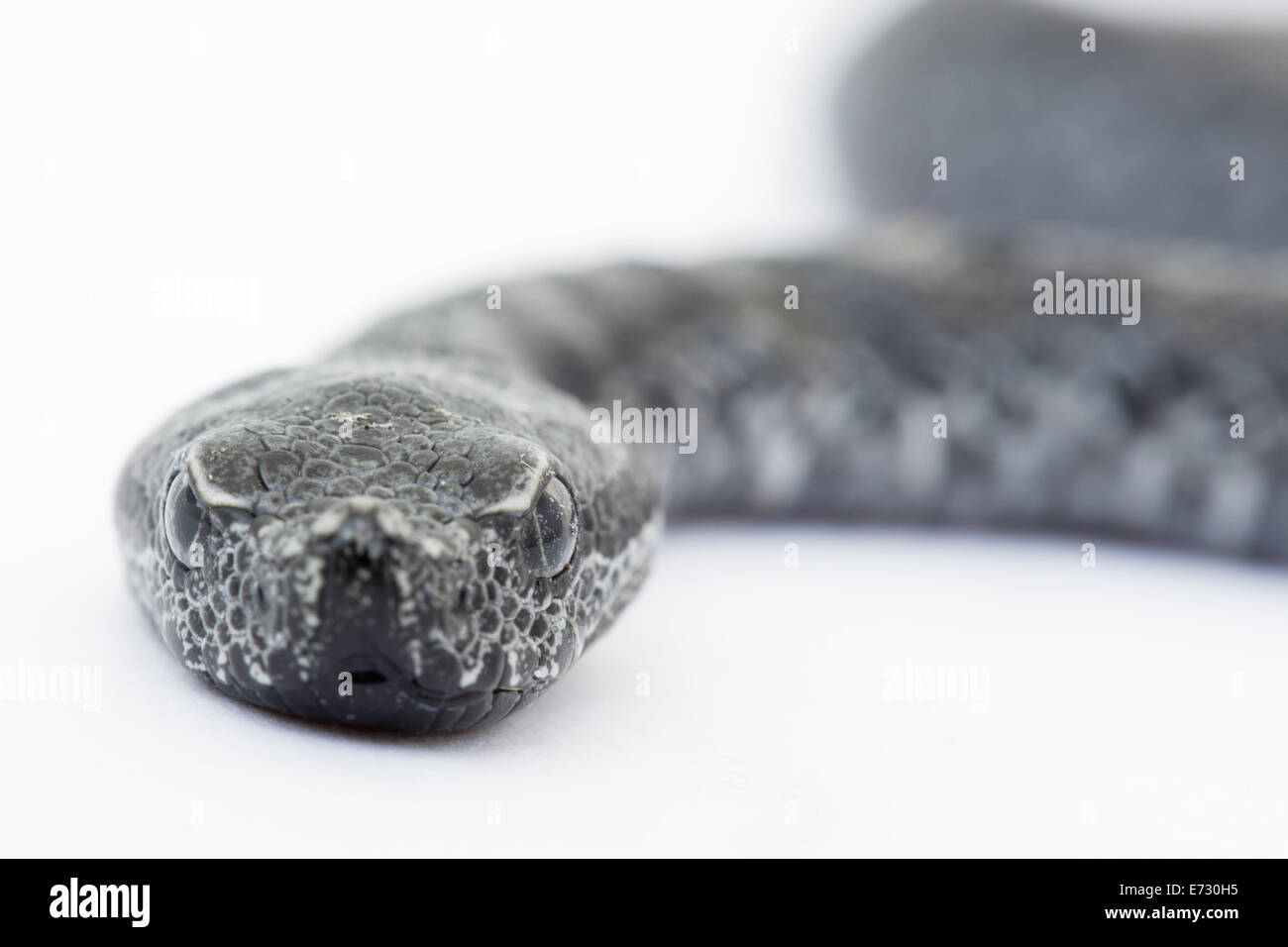 Viper Schlange Baby, Vipera latastei Stockfoto