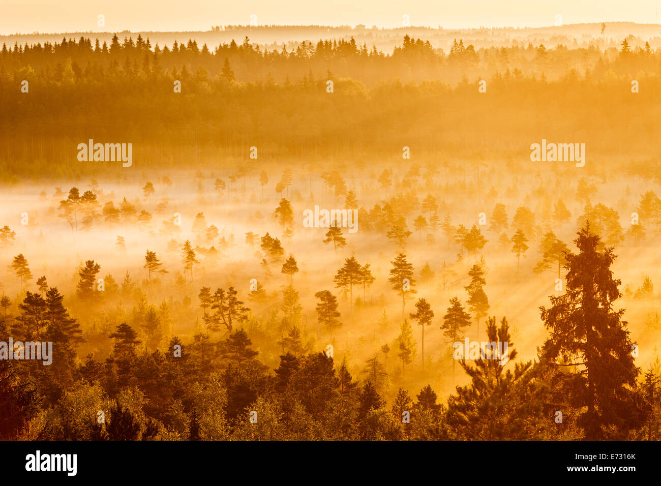 Nebligen Bäume wachsen im Torronsuo Sumpf in Finnland an einem frühen Morgen. Stockfoto