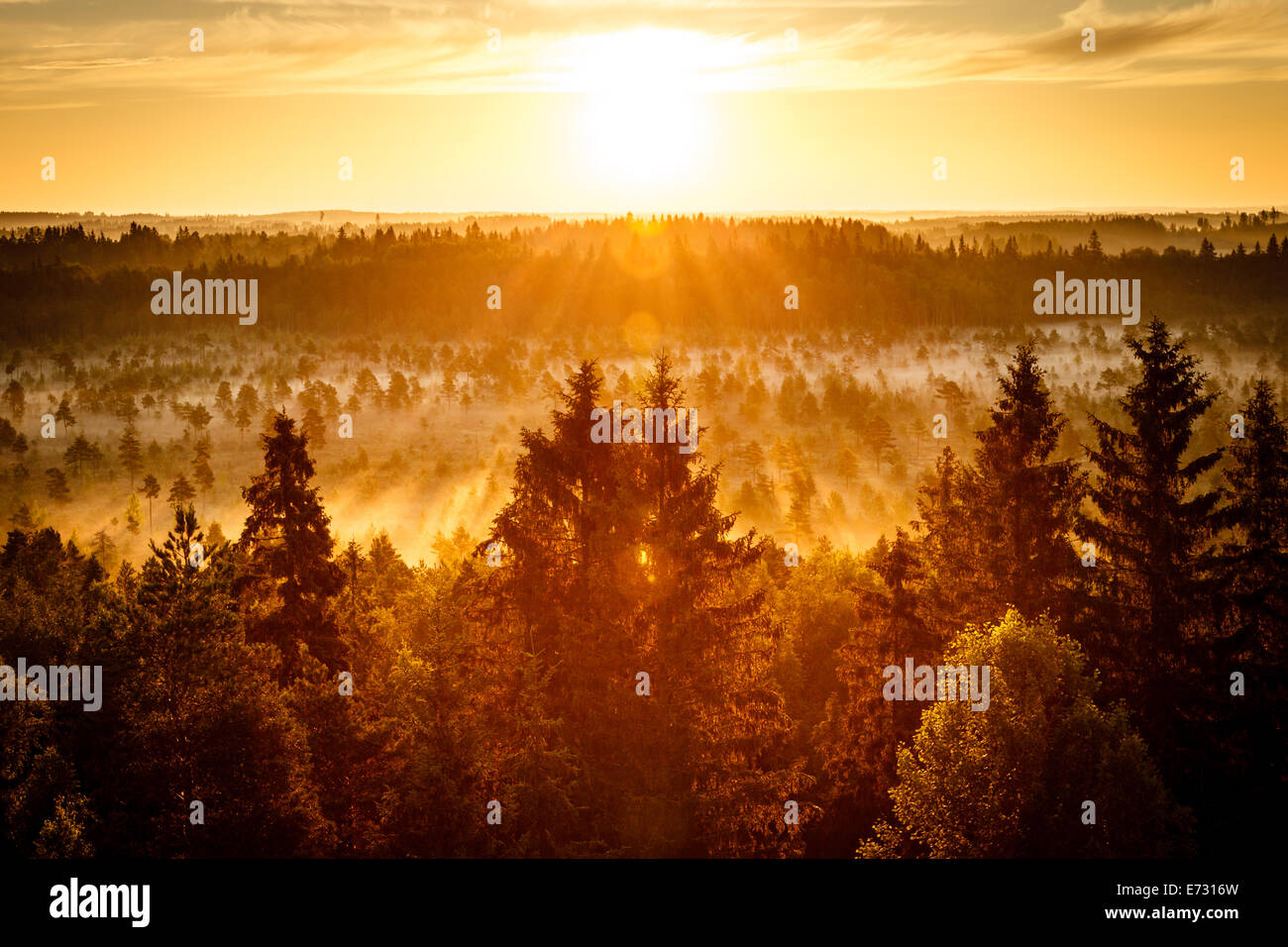Sonnenaufgang an einem frühen Morgen im Torronsuo Sumpf in Finnland. Die Sonne scheint hell auf die goldene Stunde. Stockfoto