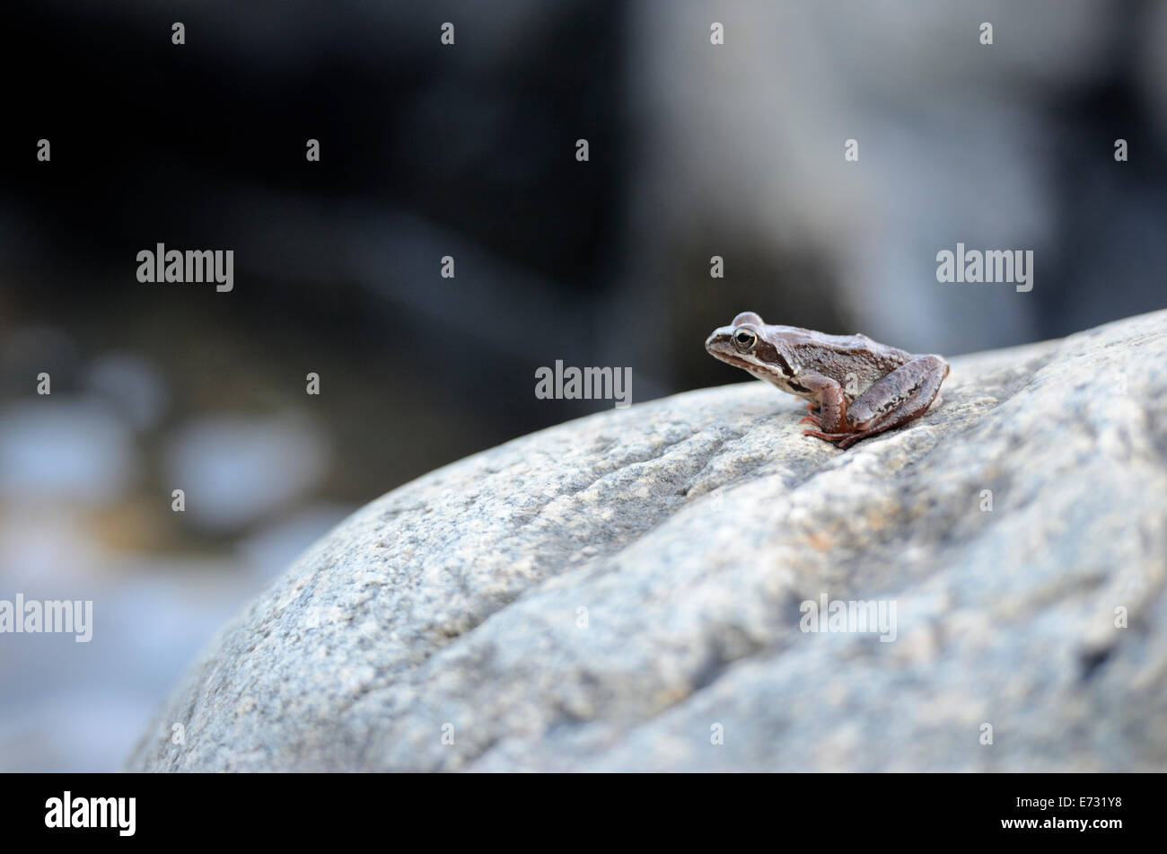 kleiner Frosch sitzt auf einem großen Felsen Stockfoto
