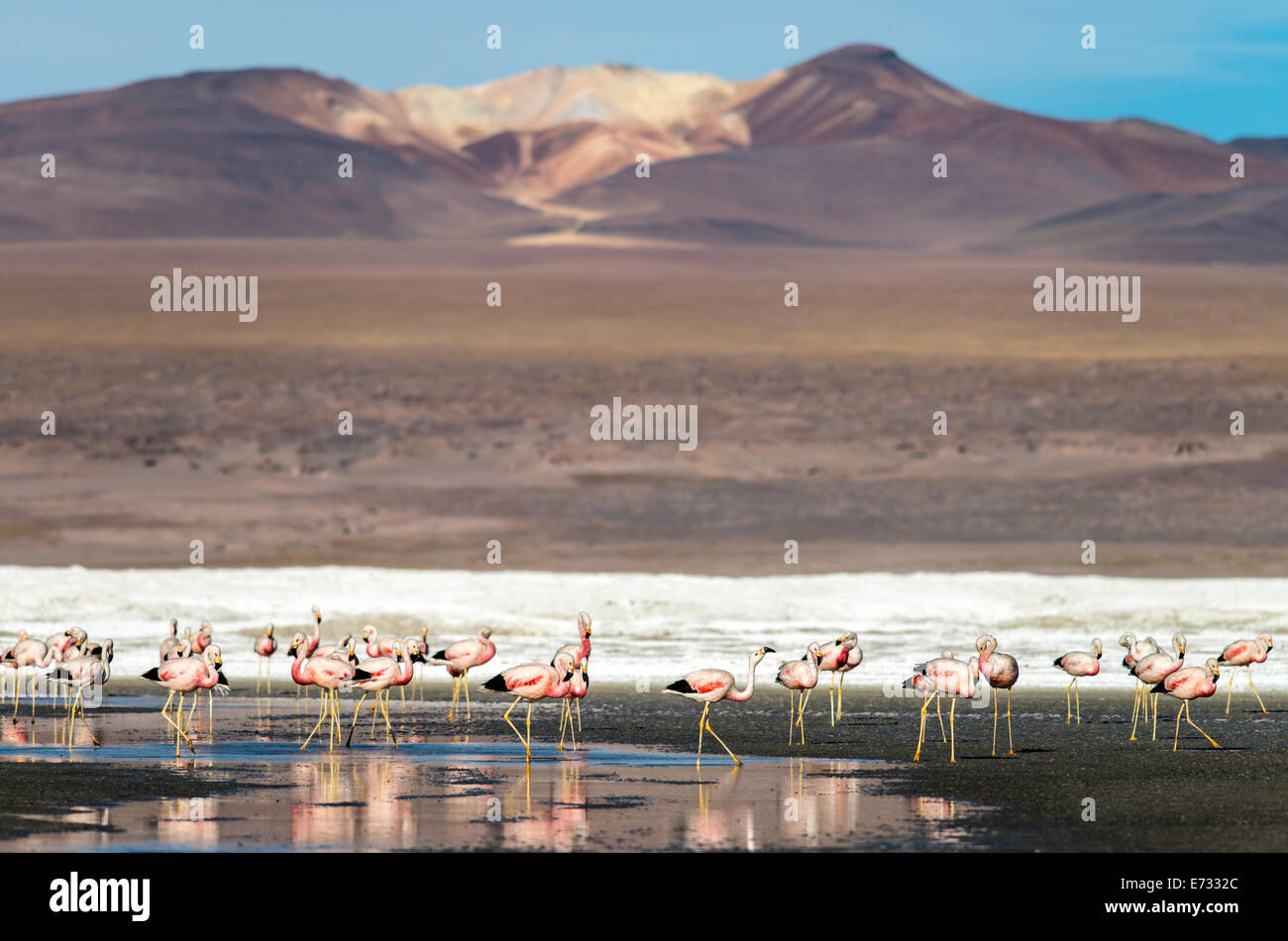 Phoenicopterus Flamingos an der Laguna Colorada (rote Lagune) Salz Wohnungen Bolivien Südamerika Stockfoto
